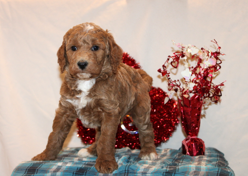 puppy, for, sale, Mini Goldendoodle F1B, Matthew B. Stoltzfus, dog, breeder, Gap, PA, dog-breeder, puppy-for-sale, forsale, nearby, find, puppyfind, locator, puppylocator, aca